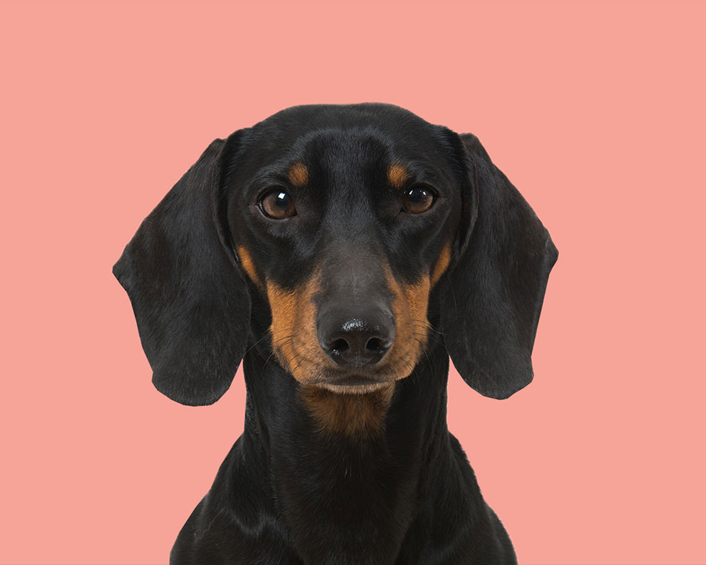 pet food branding